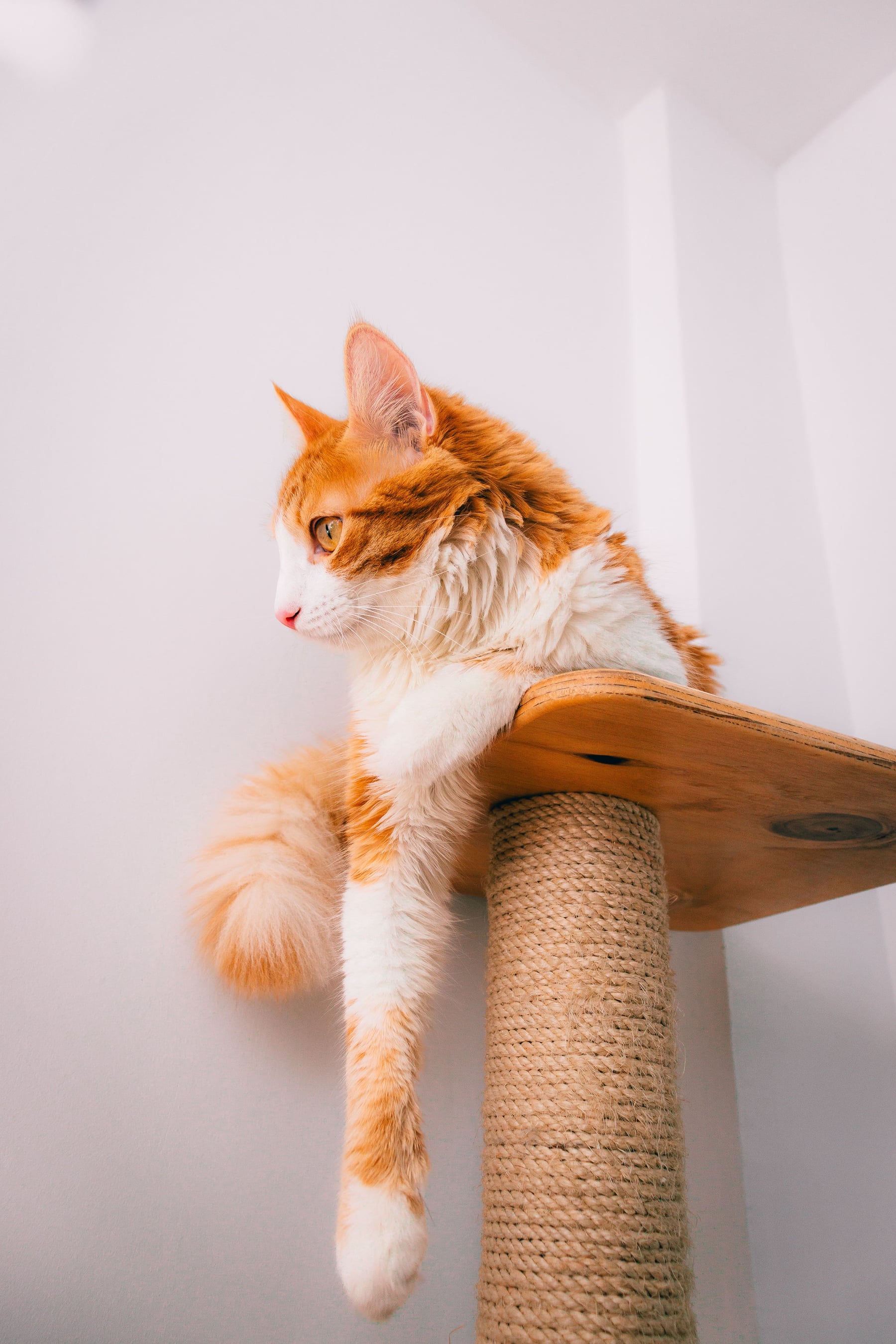 Cats products
