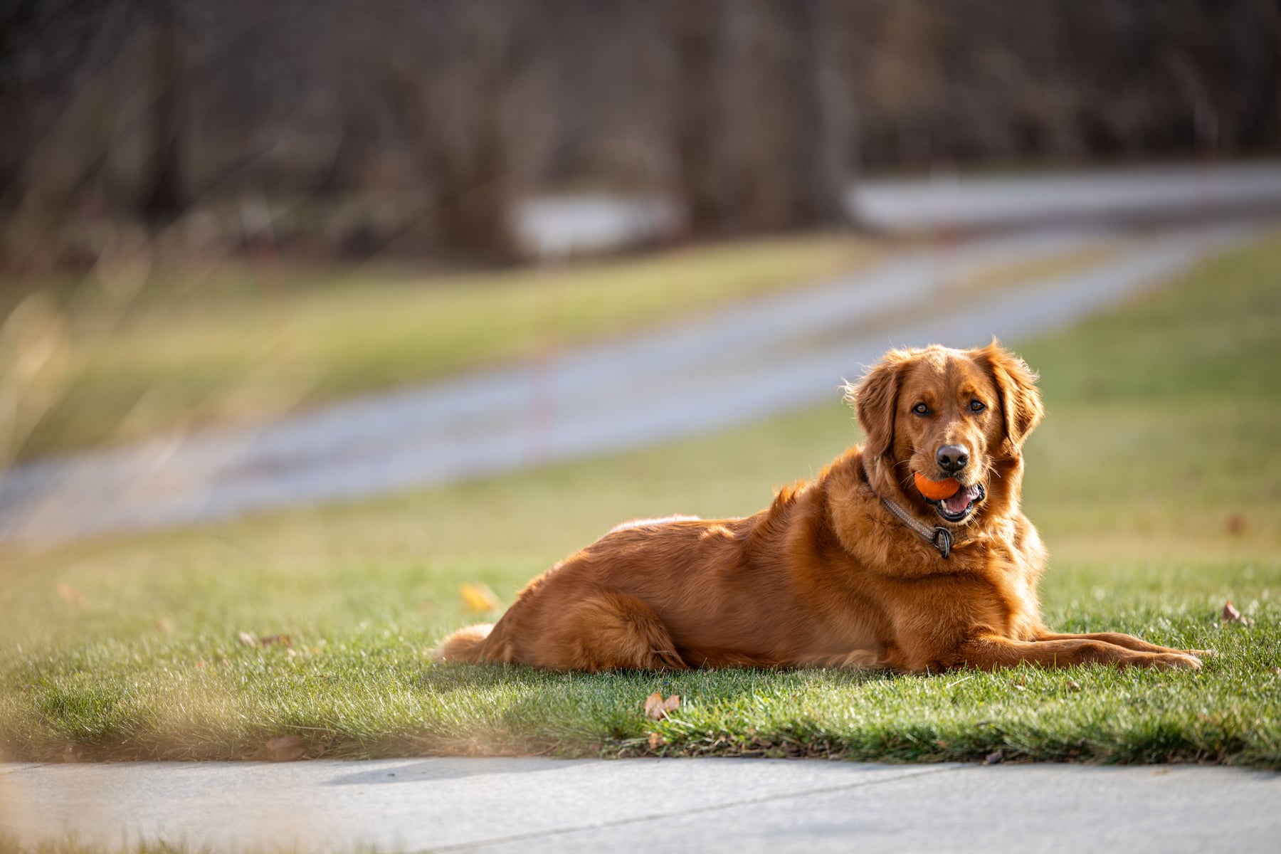 Dogs products