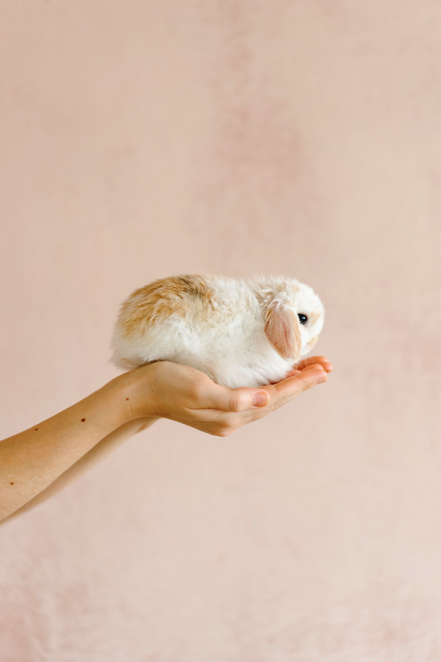 Other Pets products